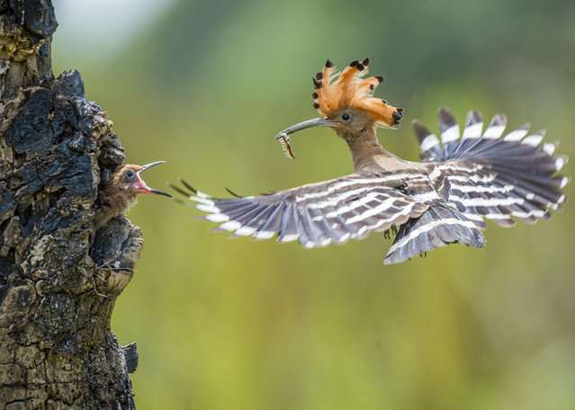 A hoopoe carries an insect to feed its waiting chick. (Photo by Trucxanh9/500px/Getty Images)