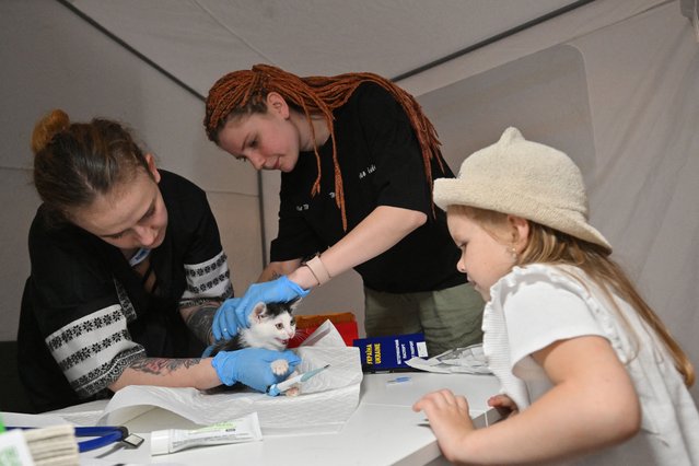 A little girl watches veterinarian workers examining a kitten before adoption during the “Adopt me days” festival in Kyiv on July 5, 2025, amid Russian invasion in Ukraine. More than 500 cats and dogs, mainly evacuated from the battlefields territories and placed in Kyiv and the region shelters, were presented for adoption. (Photo by Sergei Supinsky/AFP Photo)