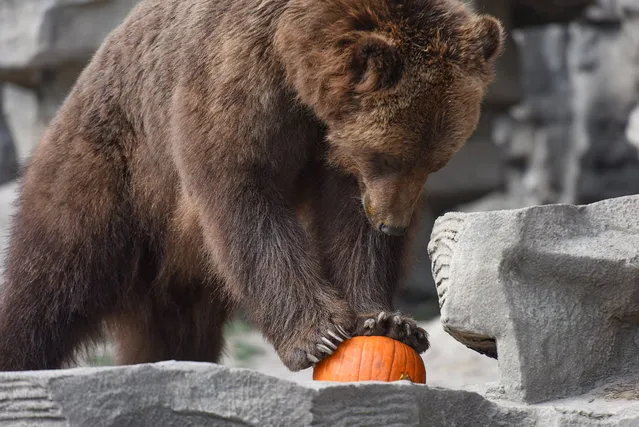 A bear stands on a pumpkin at the Detroit Zoo on Wednesday, October 14, 2015 in Royal Oak, Mich. (Photo by Tanya Moutzalias/MLive Detroit via AP Photo)