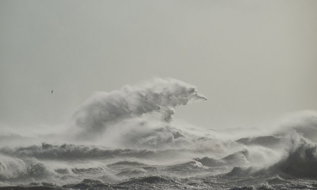 Giant waves at Fingal beach as Tropical Cyclone Alfred approaches the NSW coast on March 8, 2025. (Photo by Trent Mitchell/The Guardian)