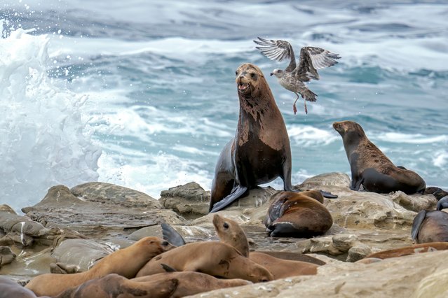 Sea lions appear along the rocky shoreline of La Jolla, near San Diego, California on July 18, 2025. La Jolla is world-renowned for its sea lion and seal colonies, attracting nature lovers, wildlife photographers, and tourists alike. (Photo by Ronen Tivony/NurPhoto/Rex Features/Shutterstock)