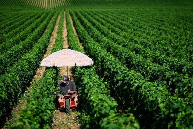 A winegrower working at the Romanée Conti estate protects himself from the sun under an umbrella as temperatures in France are expected to hit a peak, according to the Meteo France weather agency, with some areas expected to soar beyond 40 degrees Celsius (104 degrees Fahrenheit), in Vosne Romanée, central eastern France, on July 1, 2025. (Photo by Arnaud Finistre/AFP Photo)