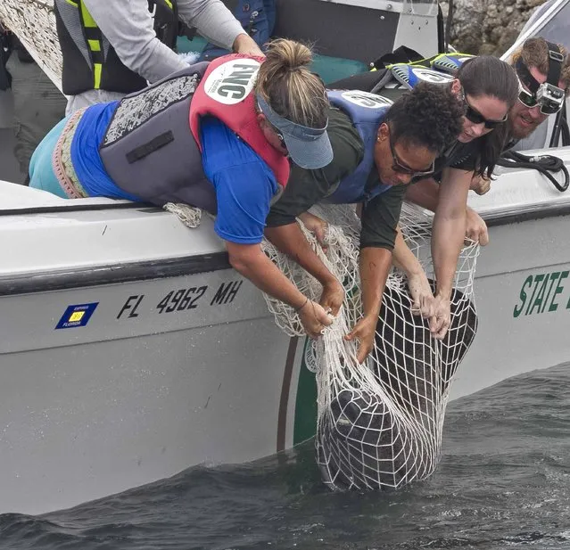 Marine mammal rescuers from the Florida Keys Fish and Wildlife Conservation Commission and the Dolphin Research Center in the Florida Keys, rescue one of two baby manatees in Florida Bay off Tavernier, Florida, U.S., October 2, 2016. The twin manatees' mother was discovered deceased due to a possible boat strike and the four-month old babies had to be rescued for care and any chance of survival and potential release back into the wild. (Photo by Mary Stella/Reuters)