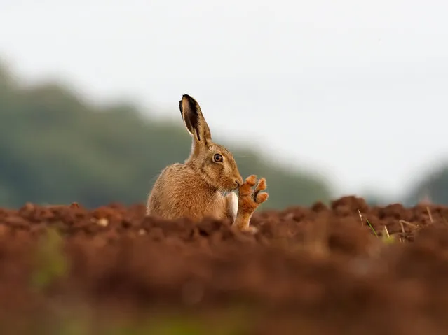 A European brown hare (Lepus europaeus) in Warwickshire. (Photo by Mike Lane/Alamy Stock Photo)
