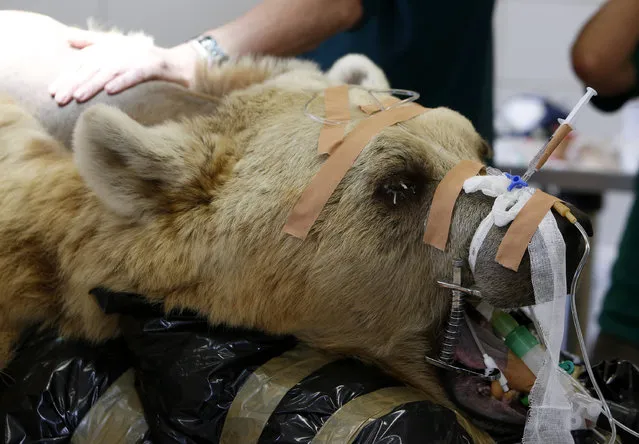 A zoo staff member touches Mango, a 19-year-old Syrian brown bear, during preparations for his surgery on a slipped disk at the Ramat Gan Safari near Tel Aviv May 7, 2014. (Photo by Nir Elias/Reuters)