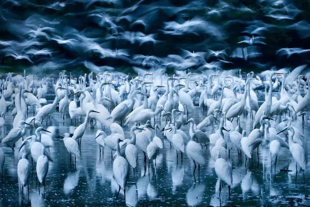 Great egret awakening by Zsolt Kudich. Finalist, Birds. When the River Danube flooded into Hungary’s Gemenc forest, more than a thousand great egrets flocked to the lake to feed on the stranded amphibians, fish and invertebrates. (Photo by Zsolt Kudich/Wildlife Photographer of the Year 2015)