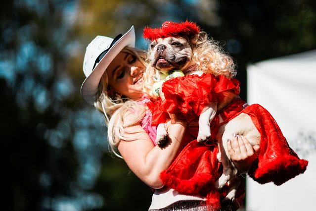 A bulldog in costume as Dolly Parton attends the Annual Tompkins Square Halloween Dog Parade in New York City, U.S., October 19, 2025. (Photo by Eduardo Munoz/Reuters)