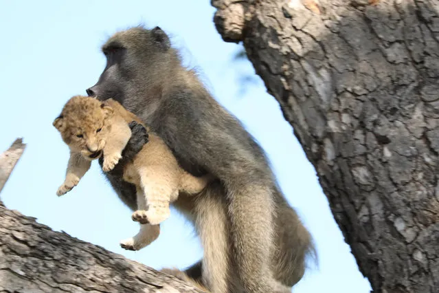 In this photo taken Saturday, February 1, 2020, a male baboon carries a lion cub in a tree in the Kruger National Park, South Africa. The baboon took the little cub into the tree and preened it as if it were his own, said safari ranger Kurt Schultz who said in 20-years he had never seen such behaviour. The fate of the lion cub is unknown. (Photo by Kurt Schultz via AP Photo)