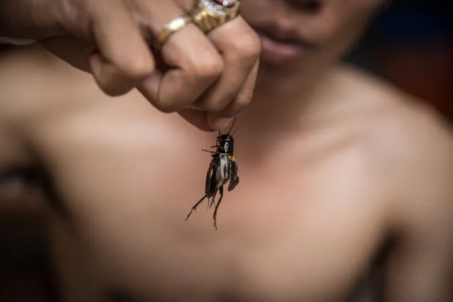 A cricket breeder trains his adult fighter cricket. (Photo by A. A. Gde Agung/JG Photo)