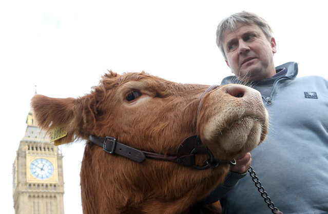 A farmer leads a cow named Vicky during a protest by UK farmers opposing government inheritance tax reform plans, in London, Britain, on November 18, 2025. (Photo by Toby Melville/Reuters)