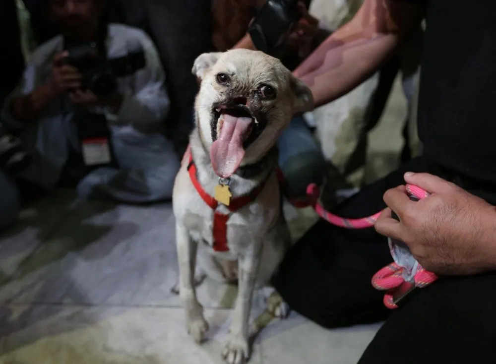Philippines Dog Kabang Returns Home After Face Surgery