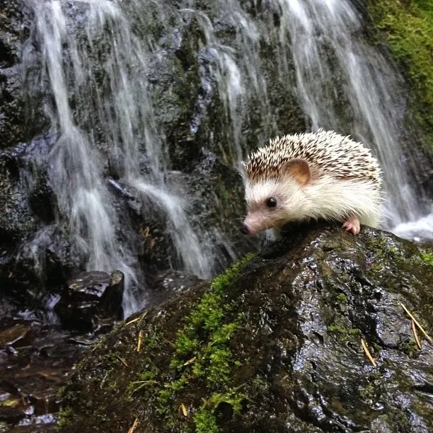 The Fantastic Adventures of Biddy the Hedgehog