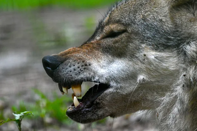 A wolf at an enclosure in Verden an der Aller, northern Germany. (Photo by Patrik Stollarz/AFP Photo)