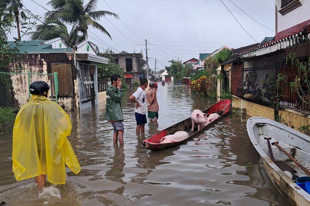 This handout photo taken on November 9, 2025 and released by the Pandan Municipal Disaster Risk Reduction and Management Office (PANDAN-MDRRMO) shows residents evacuating pigs on a wooden boat amid flooding brought by Super Typhoon Fung-wong in Pandan, Catanduanes province. (Photo by Handout/Pandan Municipal Disaster Risk Reduction and Management Office/AFP Photo)