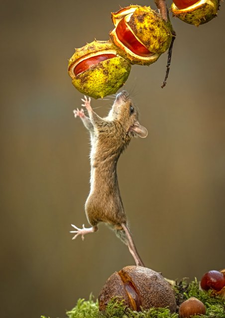 A wood mouse leaps to reach conkers in the back garden of Clifford Ferguson, a retired pub chef, in Padiham, Lancashire, UK in the second decade of November 2025. (Photo by Clifford Ferguson/Solent News & Photo Agency)