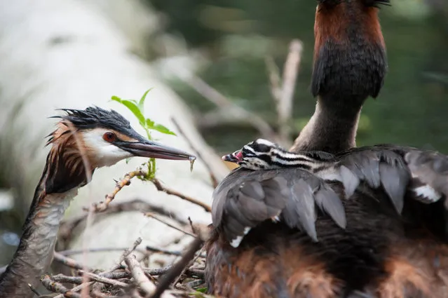 A great crested grebe feeding a chick on its parent’s back at a nest in Walthamstow Reservoirs, London, UK. (Photo by Dominic Robinson/Alamy Stock Photo)