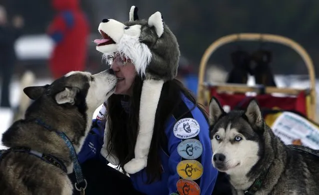 A musher greets his dog during a break in a stage of the Sedivackuv Long dog sled race in Destne v Orlickych horach January 22, 2015. (Photo by David W. Cerny/Reuters)