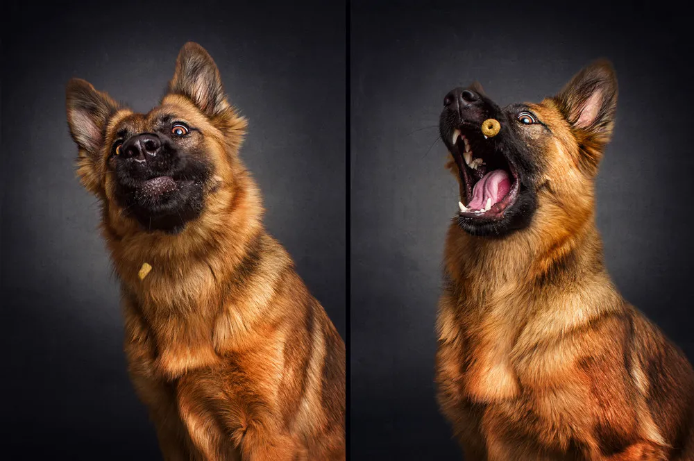 Dogs Catching Food Portraits