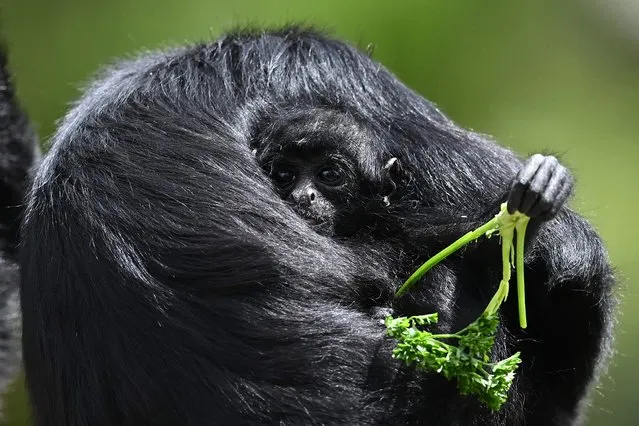 An approximately three-month-old spider monkey (Ateles hybrids) infant is seen with its mother at the nature reserve Bioparque Wakata, in the municipality of Briceno near Bogota, on June 21, 2023. (Photo by Raul Arboleda/AFP Photo)