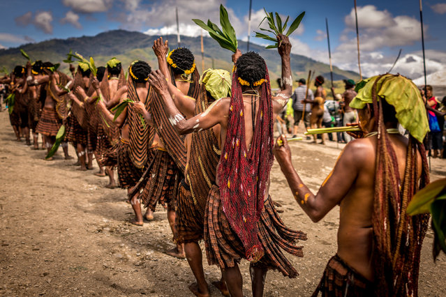 Dani tribe celebrate annual festival in, Western New Guinea, Indonesia, August 2016. (Photo by Teh Han Lin/Barcroft Images)