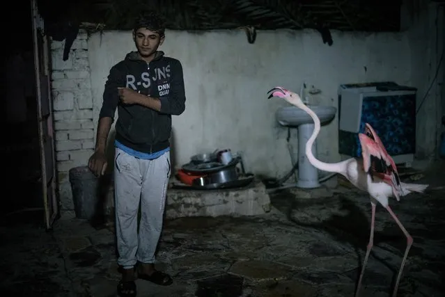 One of three flamingos used as pets and decorative animals at a home in Maysan District, Iraq, February 2021. Bird poaching can be a lucrative business in Maysan, which is located between the Ahwar marshes – a Unesco world heritage site – and the border with Iran, putting it at the forefront of bird trafficking. The region is a poor one and the illegal trafficking of birds is a lifeline for many families. It is during the winter months of October to February that the birds migrate towards the southern Iraqi marshes, where temperatures are milder and there is an abundance of food. Those that are captured are sold for 30–40,000 Iraqi dinars (£15–£20). (Photo by Chloe Sharrock/The Guardian)