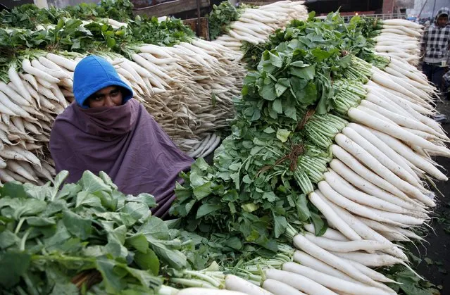 A vendor covers himself with a shawl amid heaps of radishes at a wholesale vegetable market on a winter morning in Chandigarh, India, December 18, 2015. (Photo by Ajay Verma/Reuters)