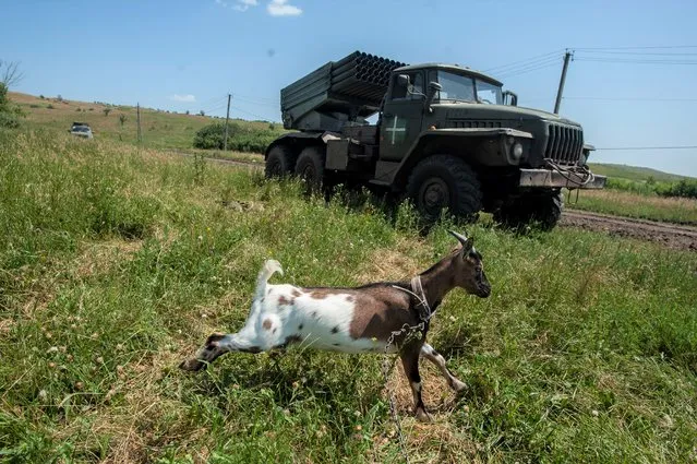 A goat runs as a Ukrainian MSLR BM-21 “Grad” is driven away after firing at Russian positions near Bakhmut in Donetsk region, Ukraine, Wednesday, June 21, 2023. (Photo by Iryna Rybakova via AP Photo)