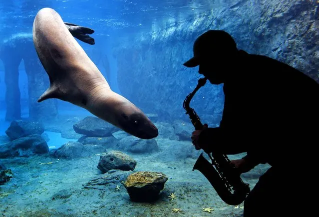 Steve Westnedge plays his saxophone for a Leopard Seal known as “Casey” as part of a study on the animal's reactions to different sounds at Sydney's Taronga Zoo, on August 19, 2013. (Photo by David Gray/Reuters)