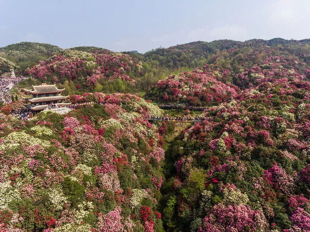 Aerial view of tourists enjoying azalea blossoms at the Baili azalea scenic area on March 28, 2021 in Bijie, Guizhou Province of China. (Photo by VCG/VCG via Getty Images)