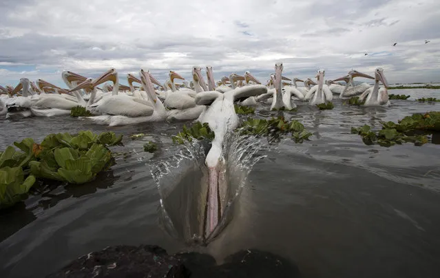 An American white pelican feeds in the waters of Lake Chapala in Cojumatlan de Regules, Michoacan State, Mexico, on January 4, 2016. (Photo by Hector Guerrero/AFP Photo)