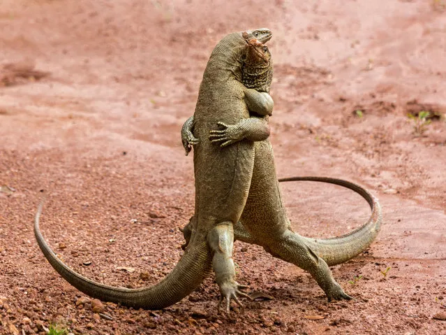 Two komodo dragons appear to dance. (Photo by Sergey Savvi/Barcroft Images/Comedy Wildlife Photography Awards)