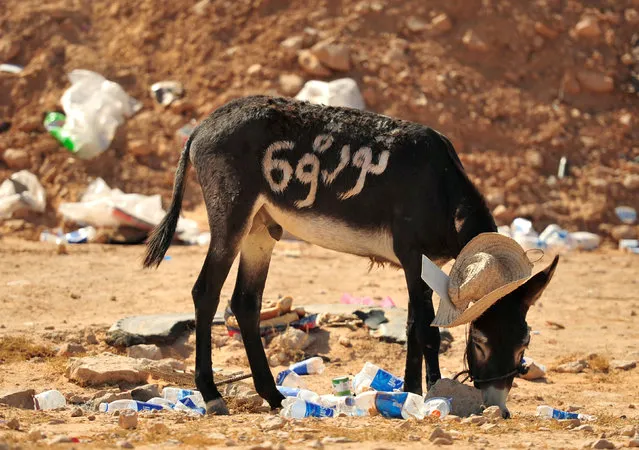 The words and numbers “Revolution 69”, symbolizing the year Muammar Gaddafi came into power, are seen on a donkey in Ras Lanuf August 29, 2011 as Libyan forces converge on Gaddafi's hometown of Sirte. (Photo by Esam Al-Fetori/Reuters)