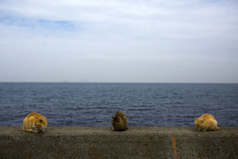 An army of cats, Aoshima Island (Japan)