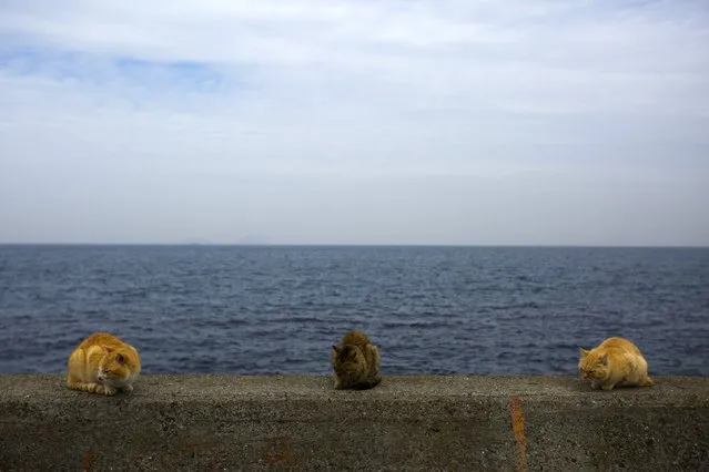 Cats sit on a wall overlooking the sea on Aoshima Island in Ehime prefecture in southern Japan February 25, 2015. An army of cats rules the remote island in southern Japan, curling up in abandoned houses or strutting about in a fishing village that is overrun with felines outnumbering humans six to one. Picture taken February 25, 2015.  REUTERS/Thomas Peter 