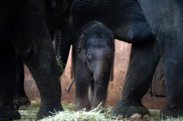 Edgar the baby elephant, born on New Year’s Day, stands between the legs of his family members in the Tierpark in Berlin, Germany on January 18, 2016. (Photo by Klaus-Dietmar Gabbert/DPA/Corbis)