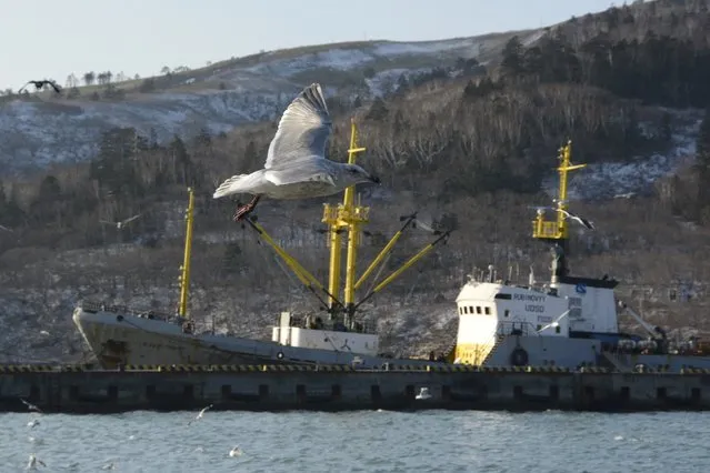 Seagulls fly above a bay near Krabozavodskoye settlement on the Island of Shikotan, one of four islands known as the Southern Kuriles in Russia and the Northern Territories in Japan, December 19, 2016. (Photo by Yuri Maltsev/Reuters)