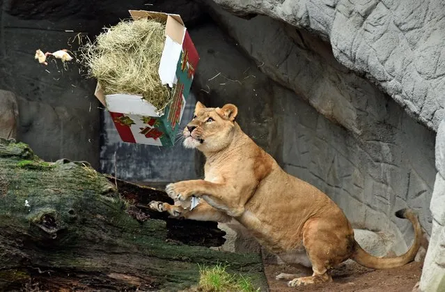 A lioness opens up Christmas presents in her enclosure in Hagenbeck's zoo in Hamburg, Germany December 23, 2016. (Photo by Fabian Bimmer/Reuters)
