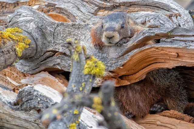 A marmot peeks out from a hole in a log, Grand Teton national park, US. (Photo by Bill Sincavage/Alamy Stock Photo)