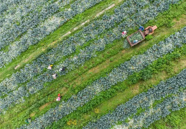 This aerial photo taken on July 8, 2021 shows farmers harvesting broccoli at a field in Bijie in China's southwestern Guizhou province. (Photo by AFP Photo/China Stringer Network)