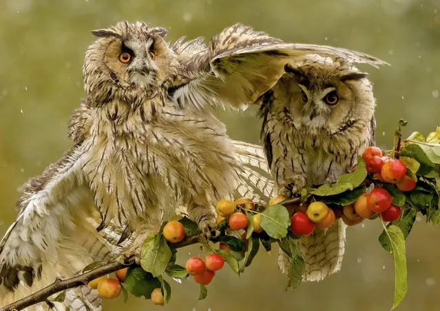 An owl appears to offer a wing up to shelter another bird sharing a branch. The photograph of the pair of long-eared owls was taken at De Valk Roofvogels in Lunteren, the Netherlands in October 2023. (Photo by Ilana Koopman/Solent News)