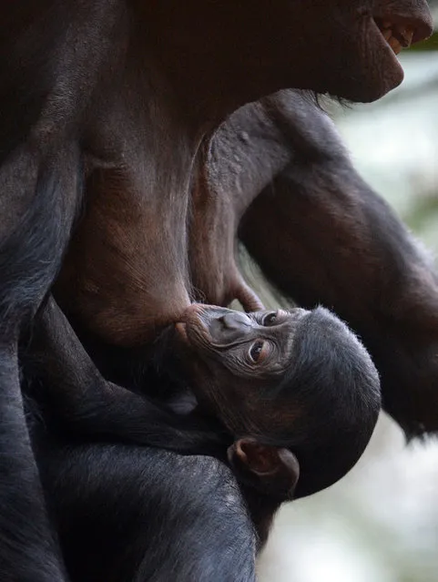 Bonobo baby Kasa iis fed by its mother Yasa in the Zoo in Leipzig, Germany, on November 27, 2013. The baby was born in January. (Photo by Hendrik Schmidt/AFP  Photo/DPA)