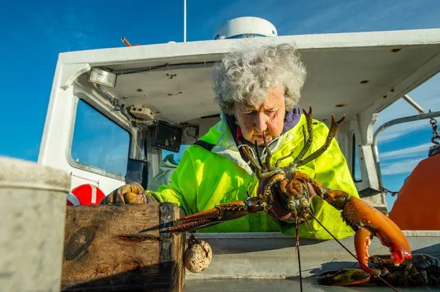 Virginia Oliver, 101, inspects a lobster as her son Max, 78, passes them to her before she bands them, in Penobscot Bay in Maine on July 31, 2021. Virginia Oliver has been catching lobsters off the coast of Maine since age 7 and is now 101 – and still going strong She is the oldest licensed lobsterwoman in the northeastern state, and local historians describe as perhaps the oldest active one in the world Oliver goes out into the waters off Rockland three days a week with her 78 year old son Max, who helps her crew the boat, aptly named by her husband, now passed, after her. (Photo by Joseph Prezioso/AFP Photo)