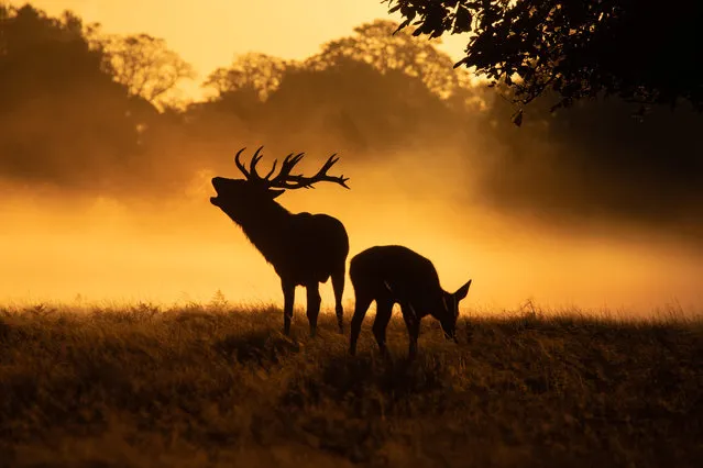 Deer in Bushy Park, London on October 15, 2023 enjoy a misty morning as temperatures drop across the UK today. The rutting season for stags is in full flow as Autumn sets in. (Photo by Alan Crossland/Story Picture Agency)