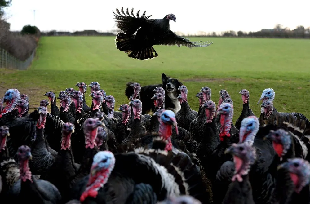 The Week in Pictures: Animals, December 7 – December 13, 2013