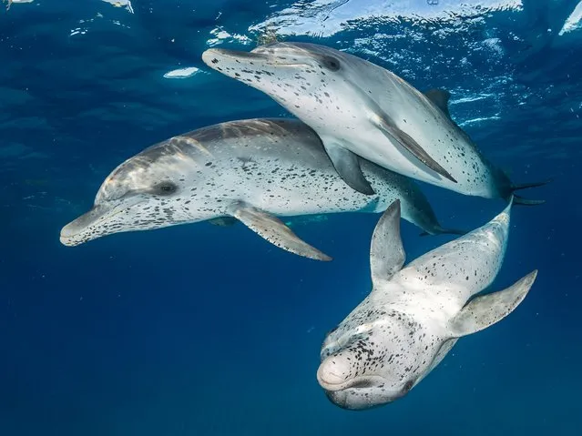 Mirrorless Wide-Angle, 1st Place. “Atlantic Spotted Dolphins” in Bimini, Bahamas. (Photo by Eugene Kitsios/The Ocean Art 2018 Underwater Photography Competition)