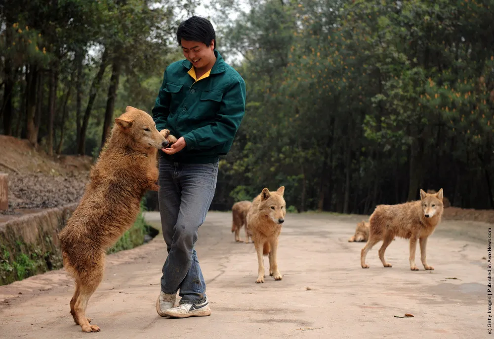 Chinese Zookeeper Teaches Wolves To Sing