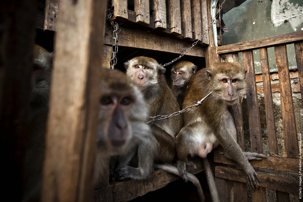 Topeng Monyet: The Masked Monkeys Of Indonesia