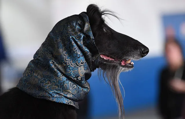 An Afghan Hound waits in the benching area during the Daytime Session in the Breed Judging across the Hound, Toy, Non-Sporting and Herding groups at the 143rd Annual Westminster Kennel Club Dog Show at Pier 92/94 in New York City on February 11, 2019. (Photo by Timothy A. Clary/AFP Photo)