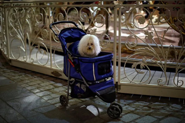 A dog sits in a push-chair beside a carousel outside the Royal Palace in Madrid, Spain, January 16, 2017. (Photo by Juan Medina/Reuters)