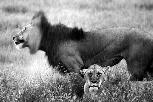 Nambiti game reserve, South Africa. Category: Portfolio. “Our game ranger had been informed of mating activity within a group of lions. When we found the group, the sudden torrential downpour put a halt to the lions’ activities but created a different photographic opportunity. The lions were completely exposed to the elements with no nearby shelter on offer”. (Photo by Miguel de Freitas/National Geographic Traveller UK)